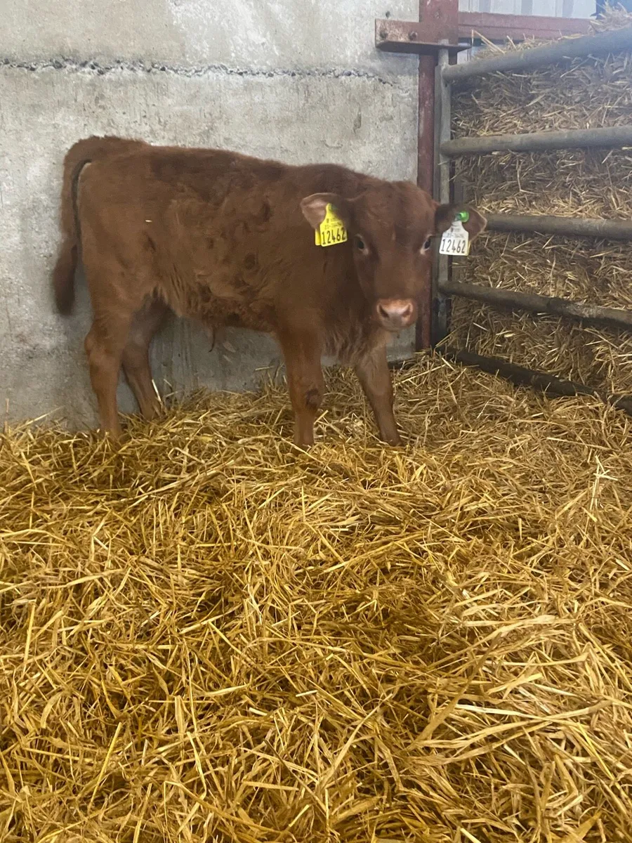 Beef Calves - Image 3