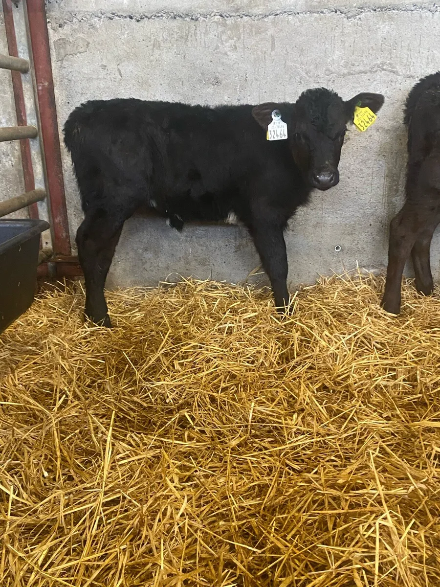 Beef Calves - Image 4