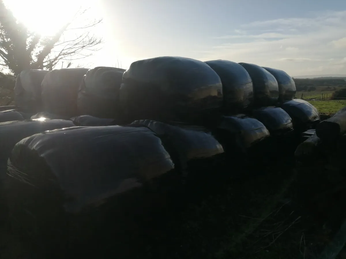 Quality 2025 silage - Image 2