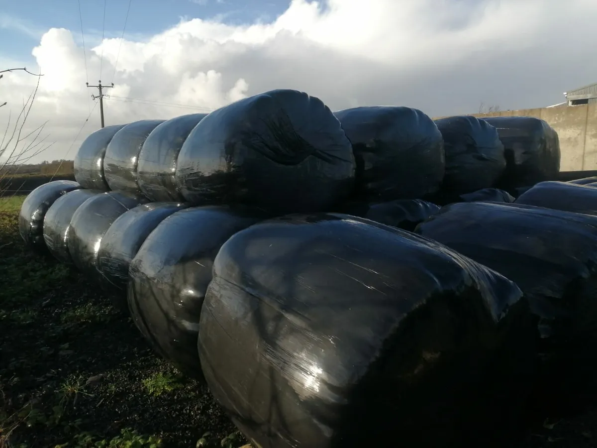 Quality 2025 silage - Image 3