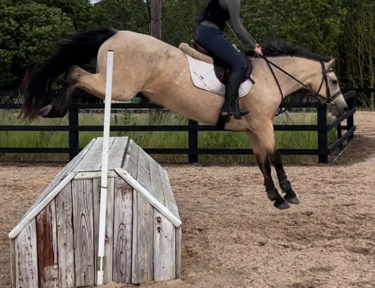 5 y/o Dun Connemara Mare - Image 2