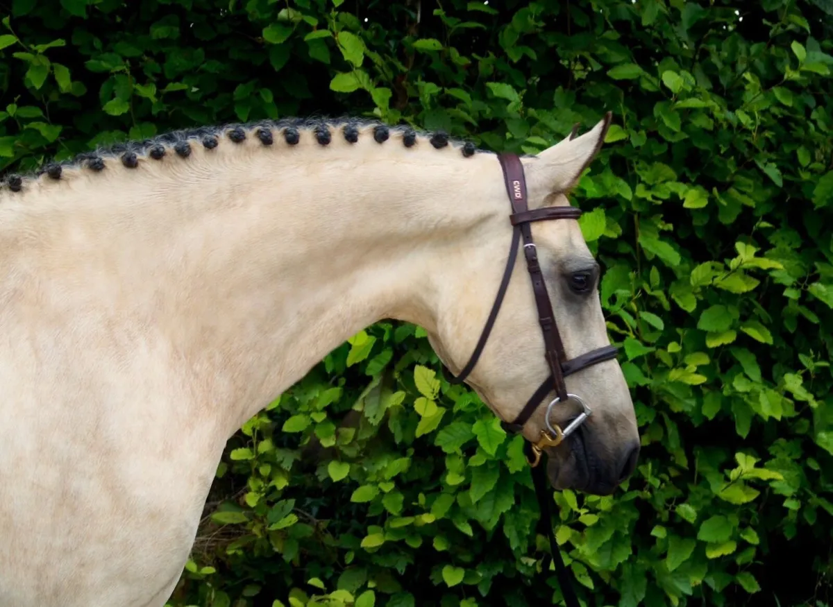 5 y/o Dun Connemara Mare - Image 3