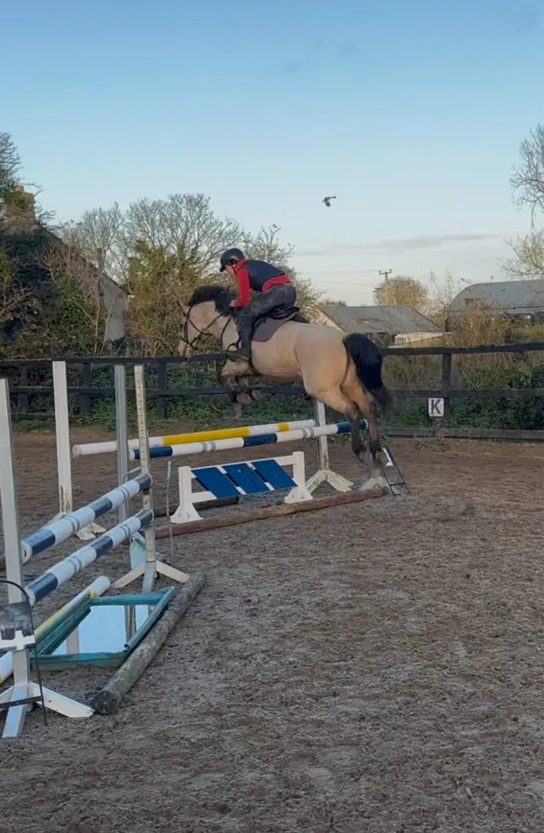 5 y/o Dun Connemara Mare - Image 4
