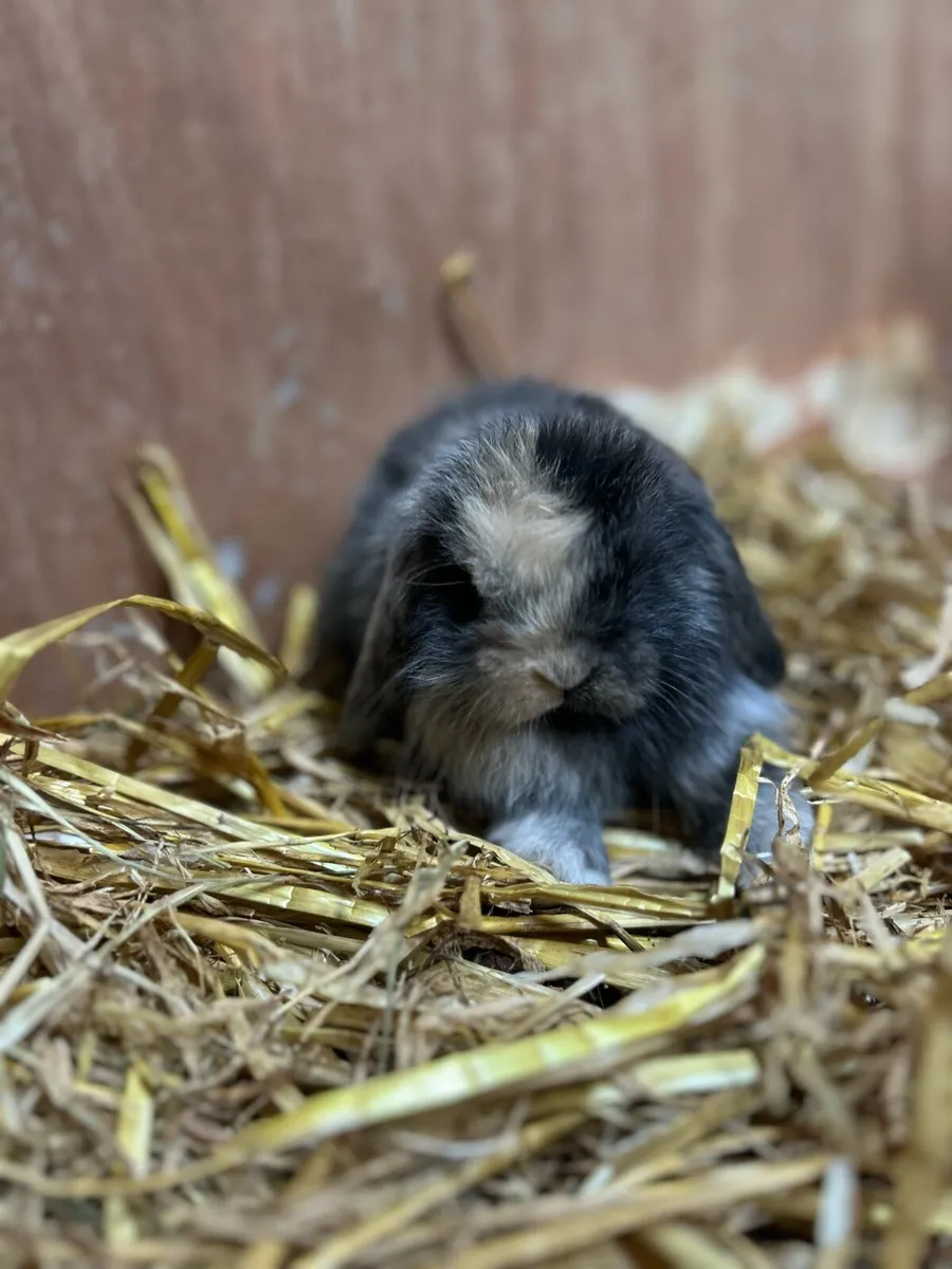 Mini Lops - Image 1