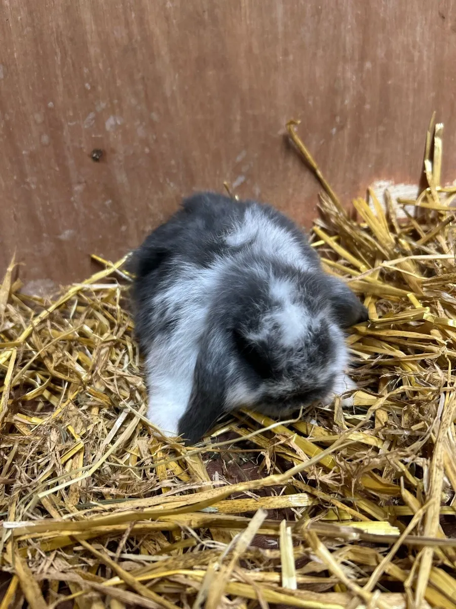 Mini Lops - Image 3