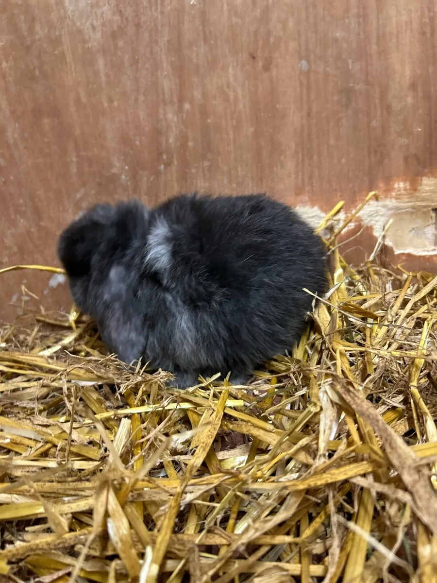 Mini Lops - Image 4