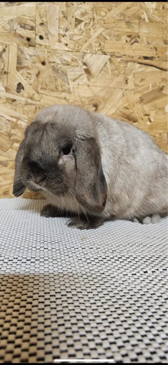 Mini Lops - Image 2