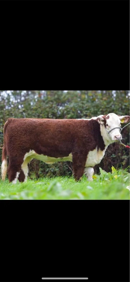 Hereford Heifer - Image 1
