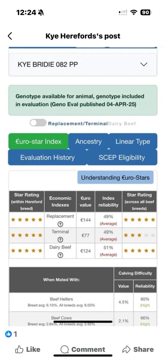 Hereford Heifer - Image 2