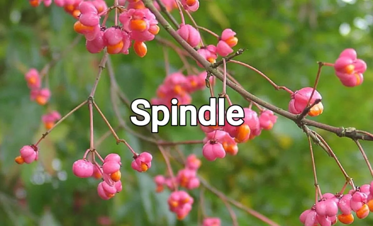 Bareroot Trees Two Euros - Image 1