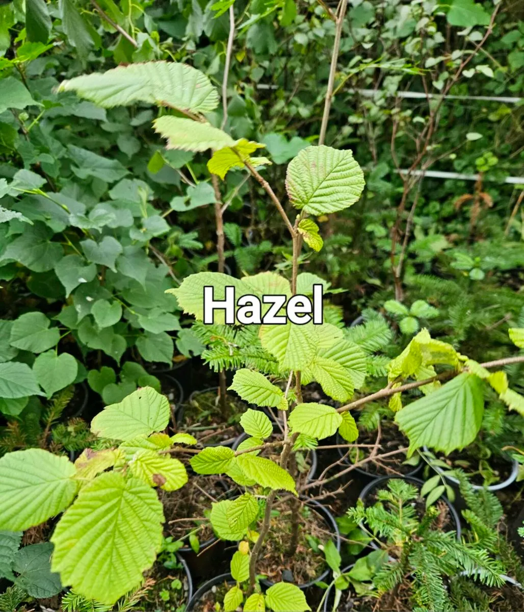 Bareroot Trees Two Euros - Image 3