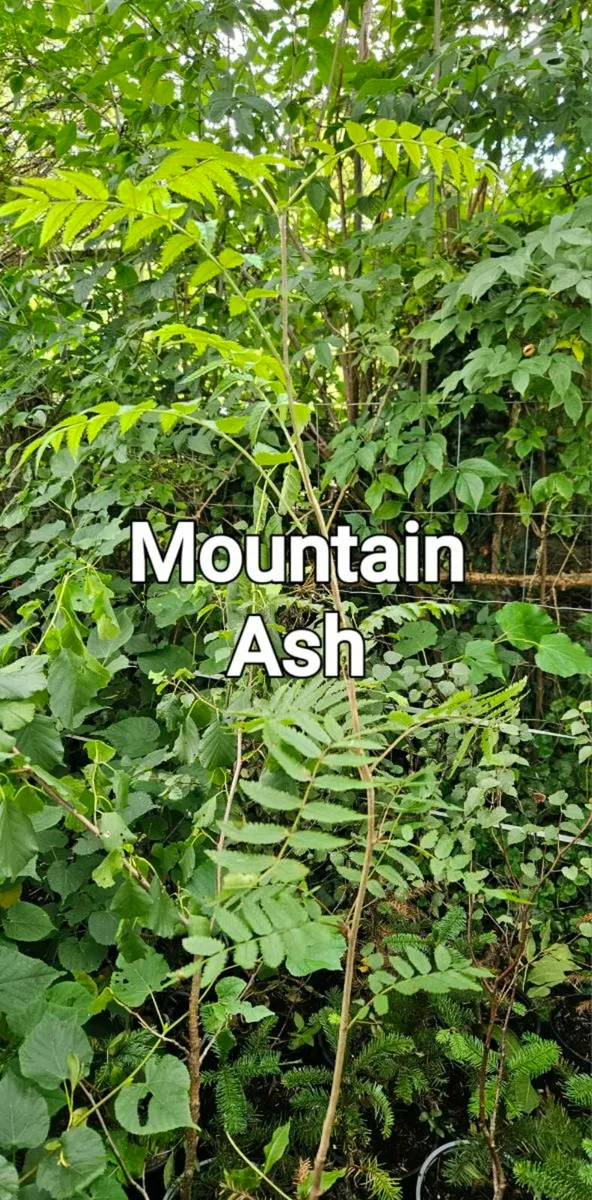 Bareroot Trees Two Euros - Image 4