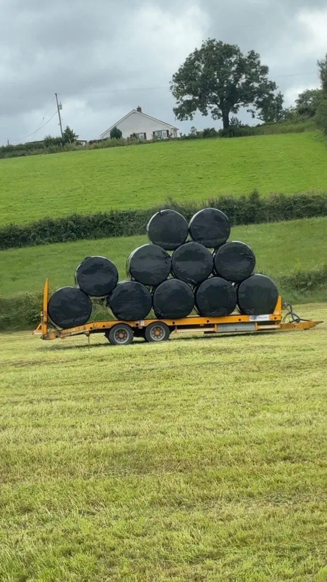 1st bales for sale