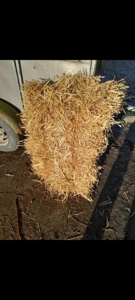 Golden Barley Straw - Image 1