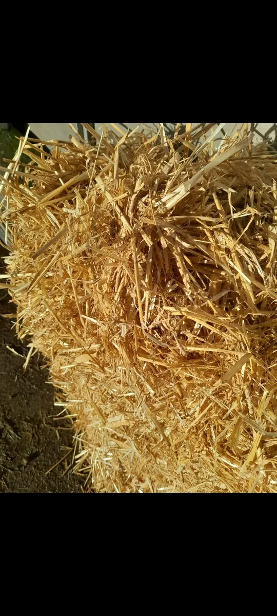 Golden Barley Straw - Image 2