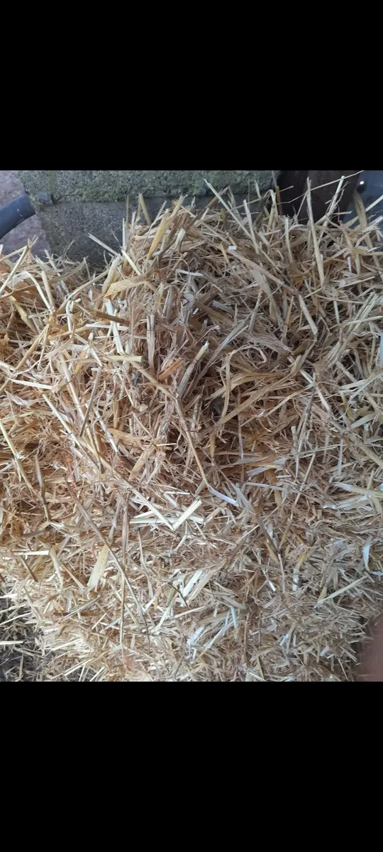 Golden Barley Straw - Image 3