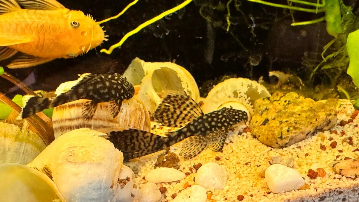 Pleco Fish - Image 2