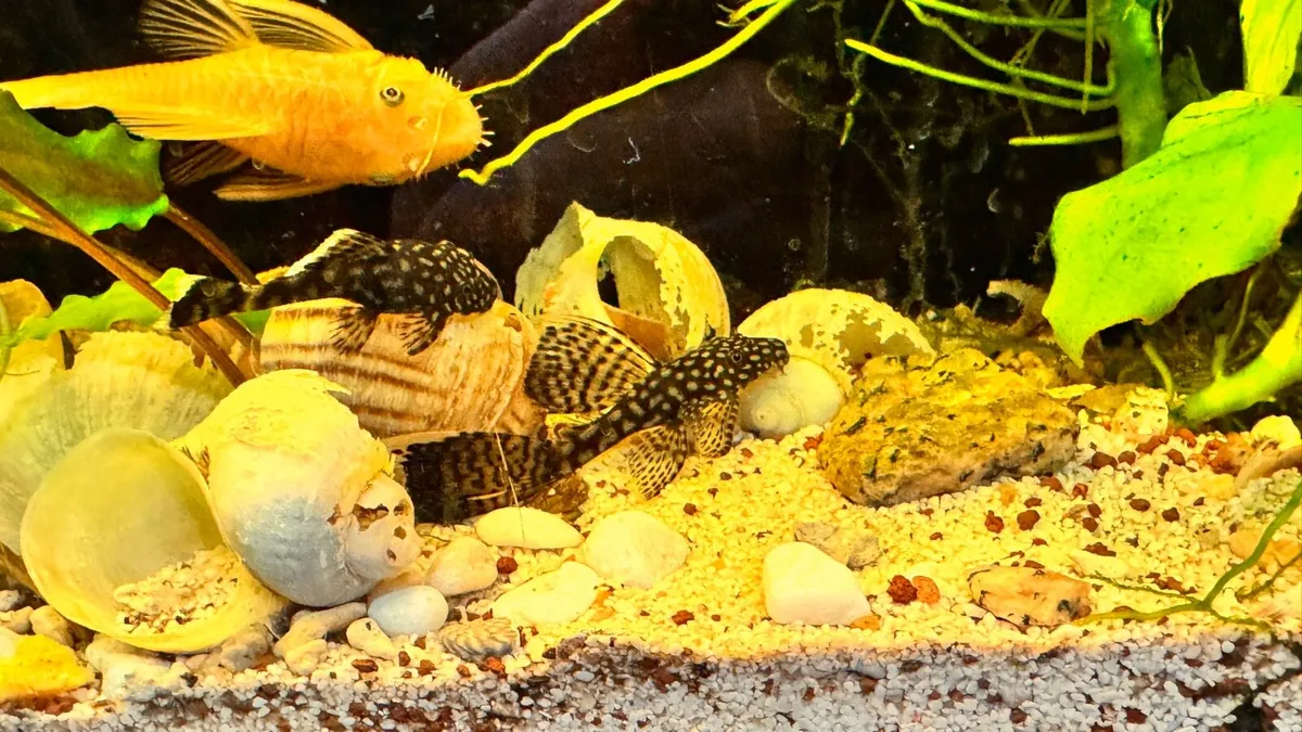 Pleco Fish - Image 4
