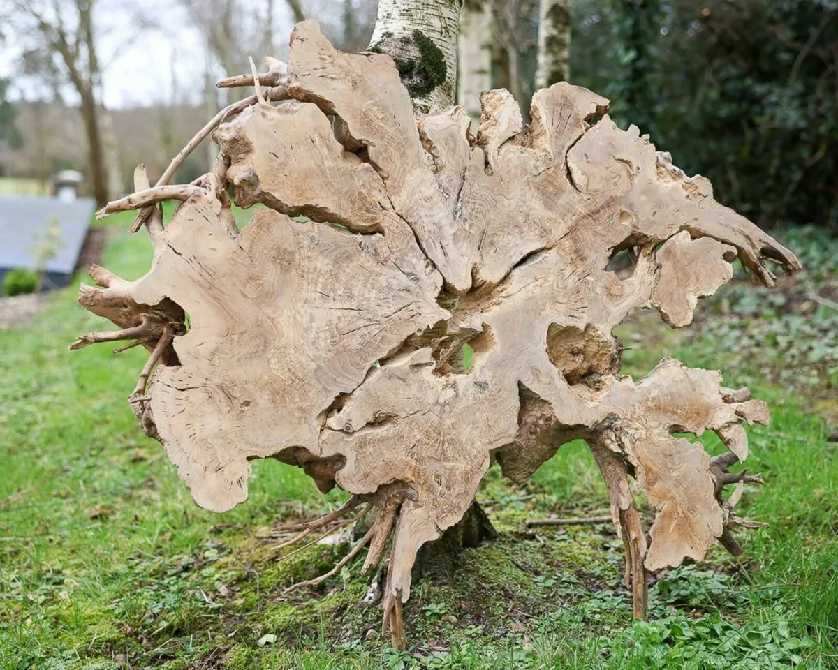 Century Old Turkish Olive Wood & Black Walnut slab - Image 2