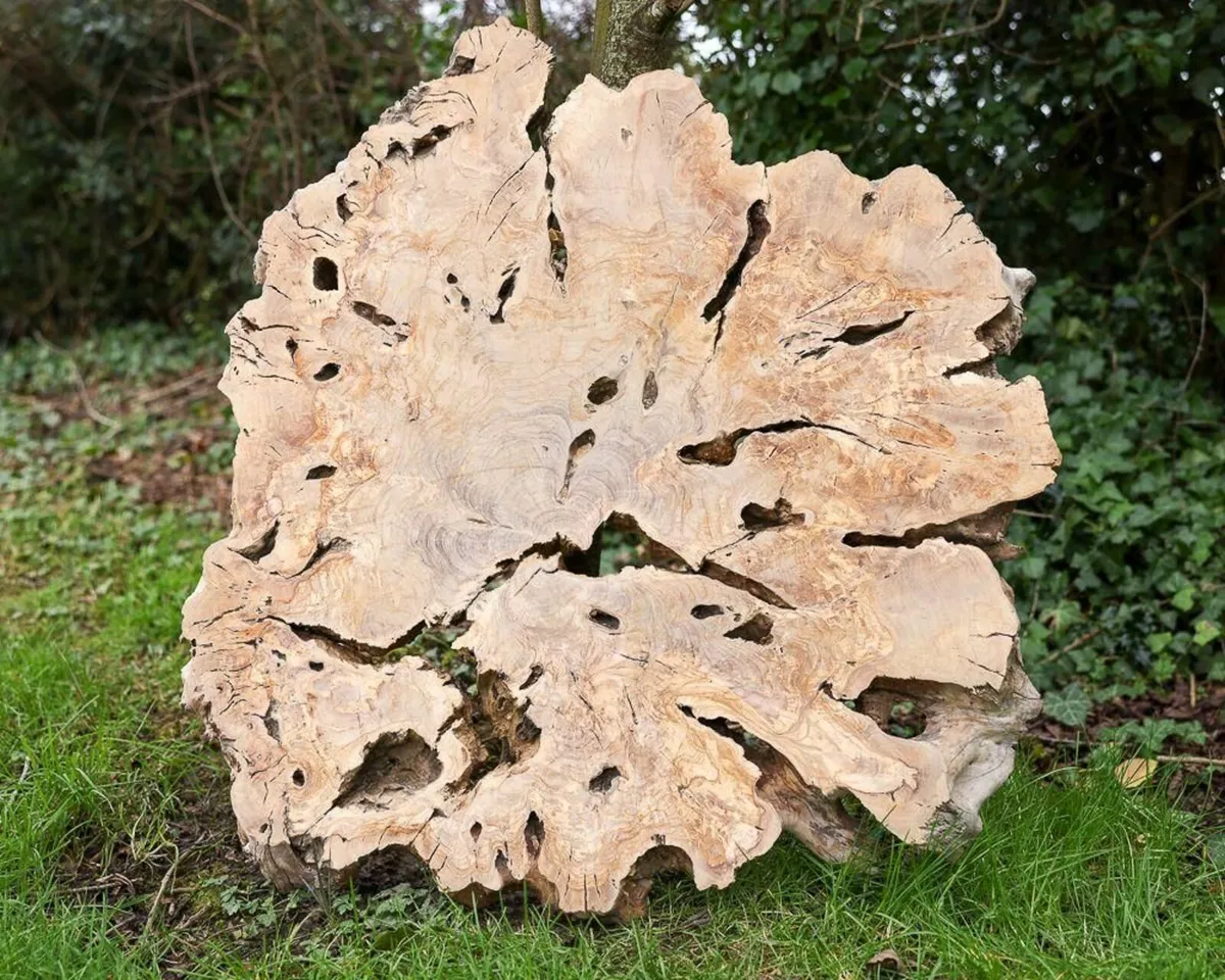 Century Old Turkish Olive Wood & Black Walnut slab - Image 3