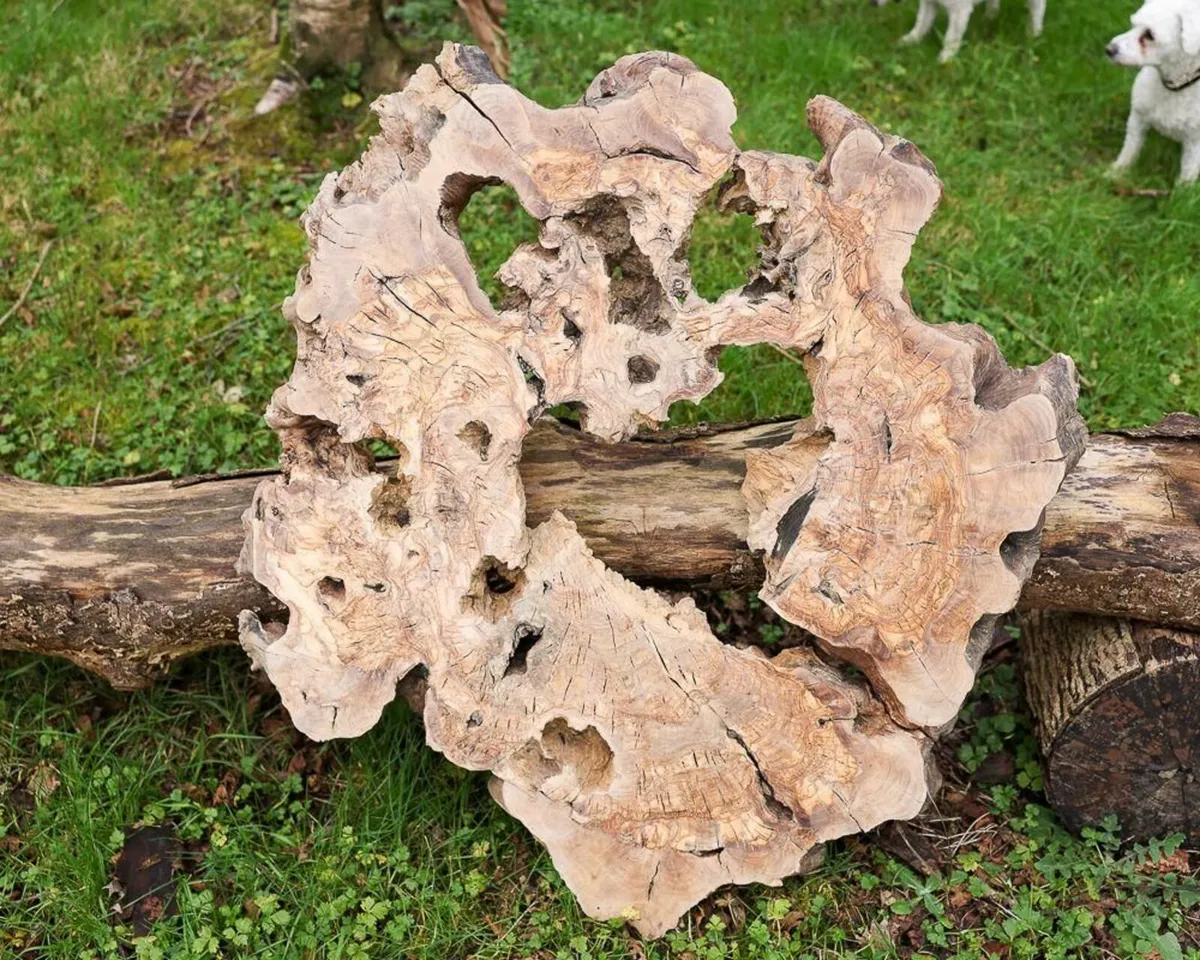 Century Old Turkish Olive Wood & Black Walnut slab - Image 1