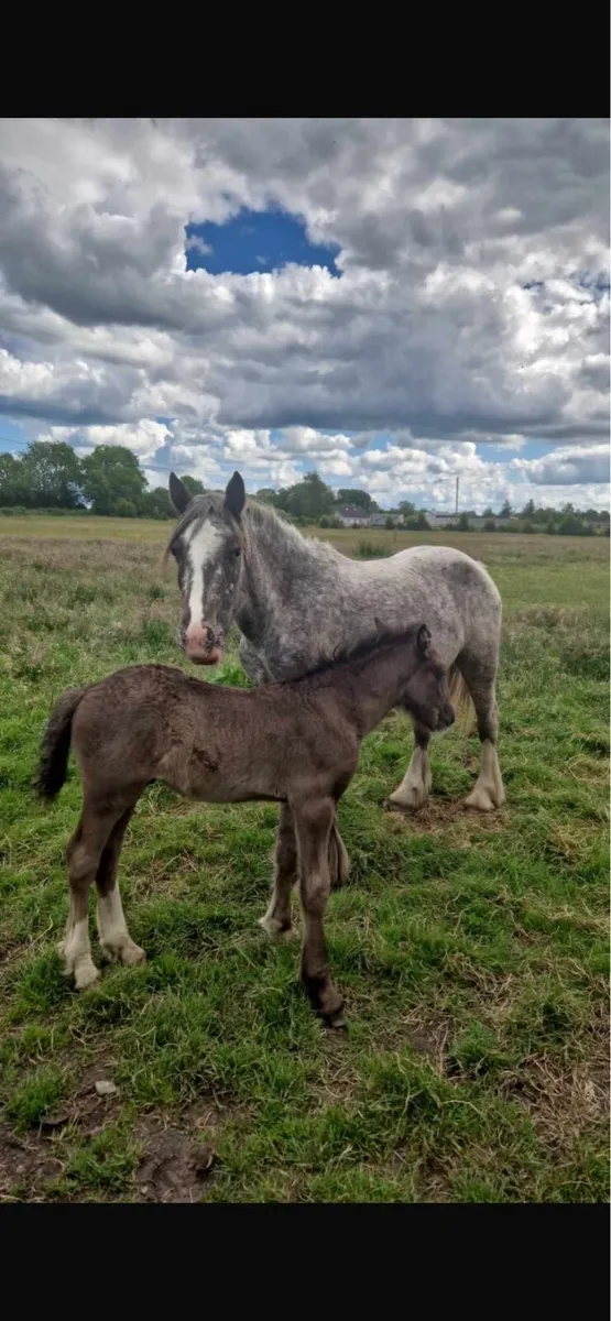 Traditional Irish Cob - Image 4