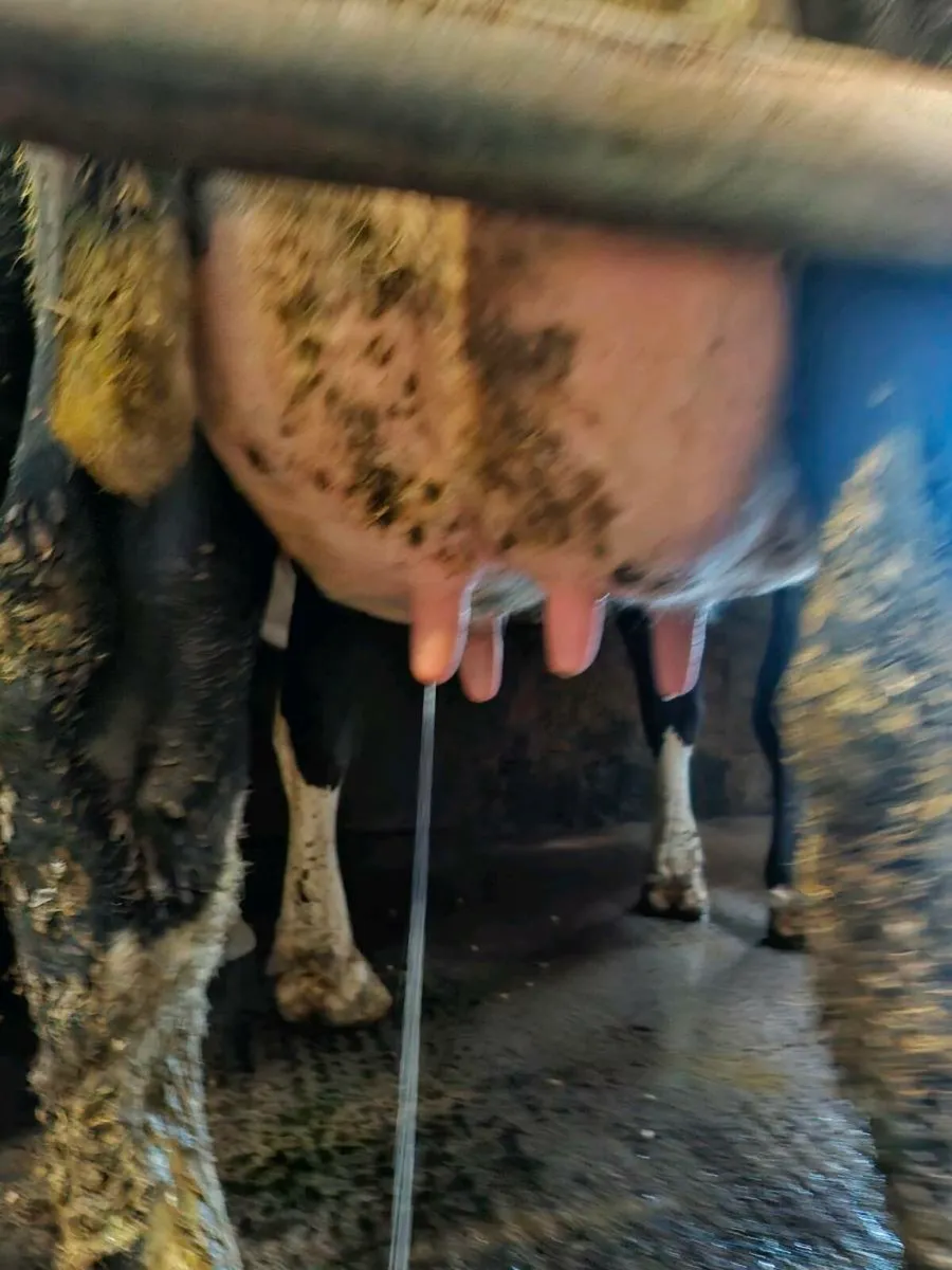 Cows in milk - Image 1