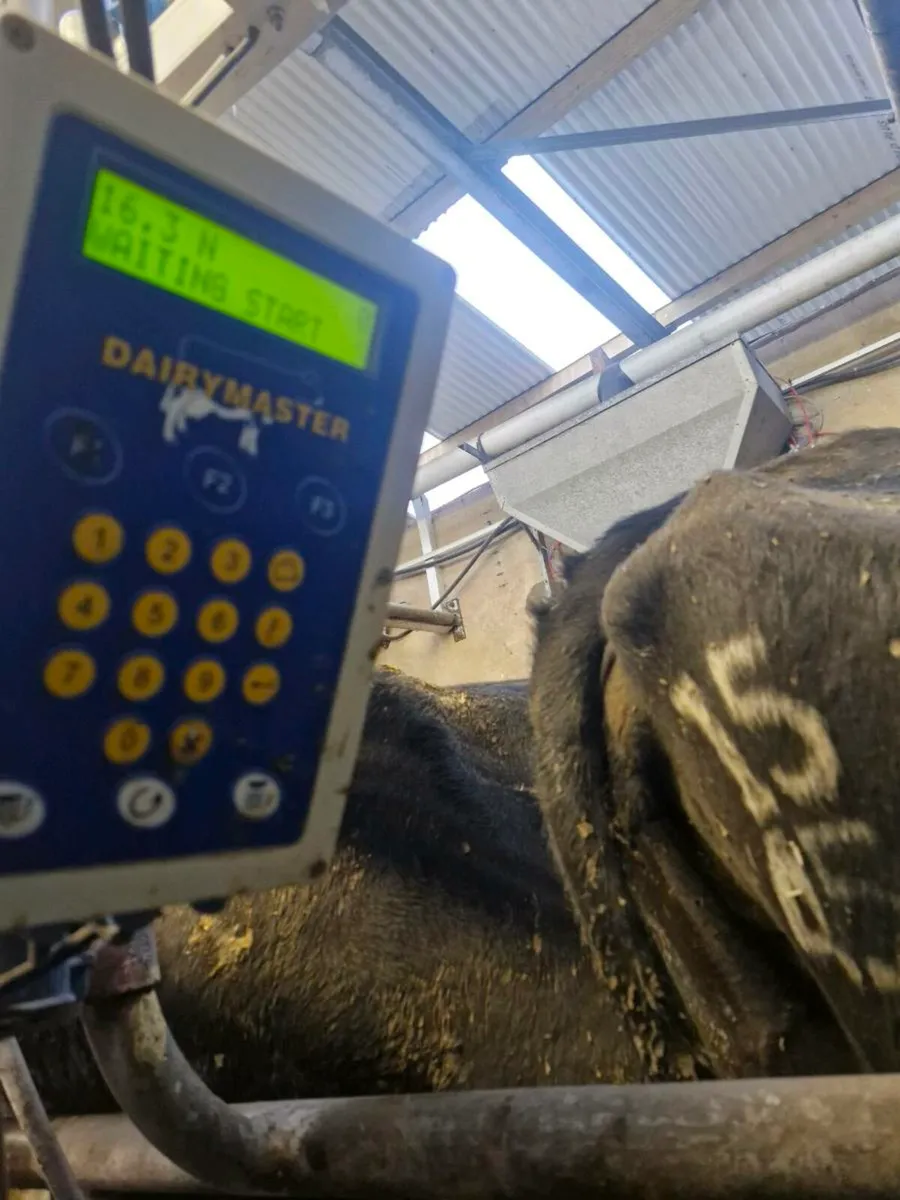 Cows in milk - Image 2