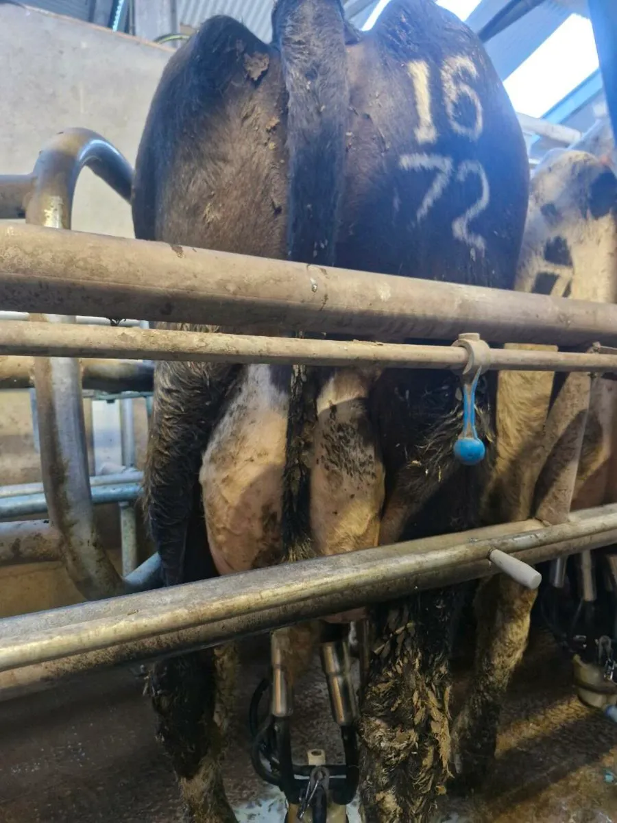 Cows in milk - Image 3