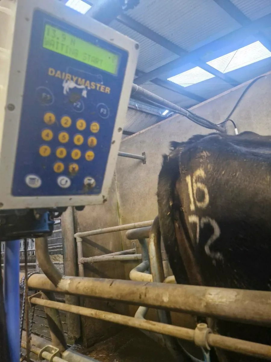 Cows in milk - Image 4