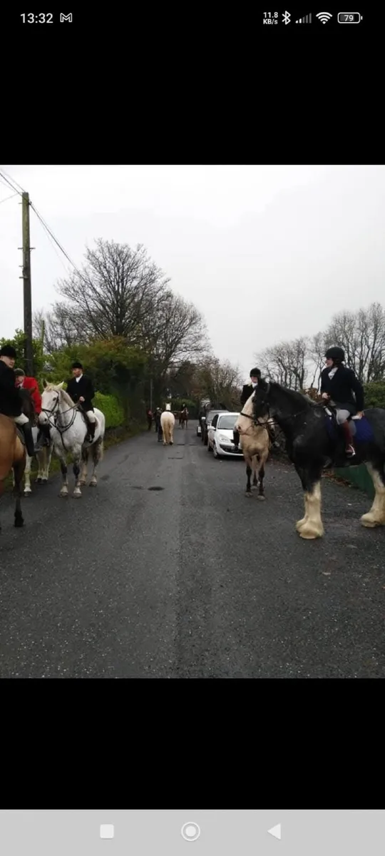 17.2  pure bred Clydesdale gelding - Image 2