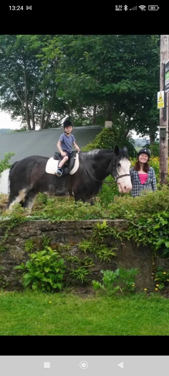 17.2  pure bred Clydesdale gelding - Image 3