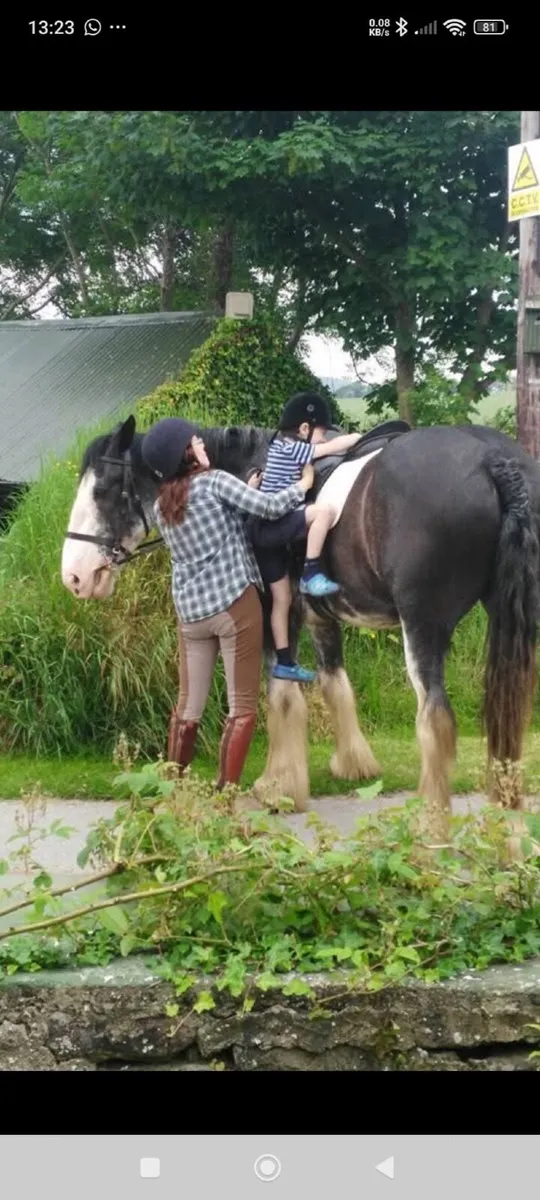 17.2  pure bred Clydesdale gelding - Image 4