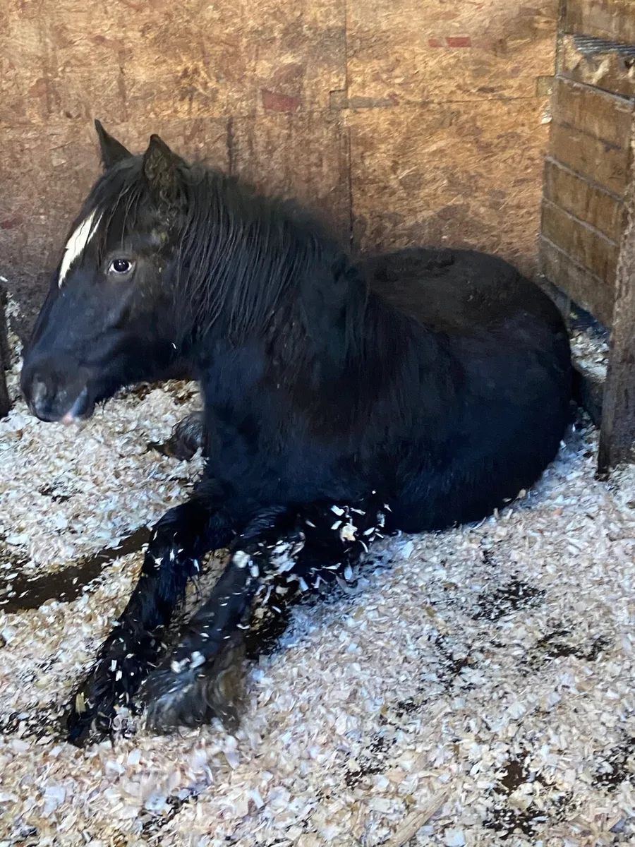 Traditional Irish Cob - Image 2