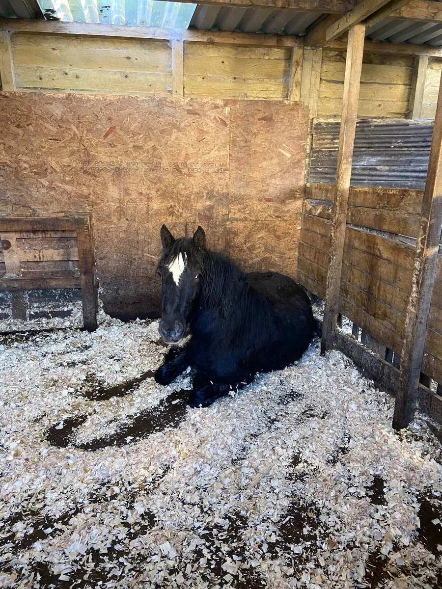 Traditional Irish Cob - Image 3