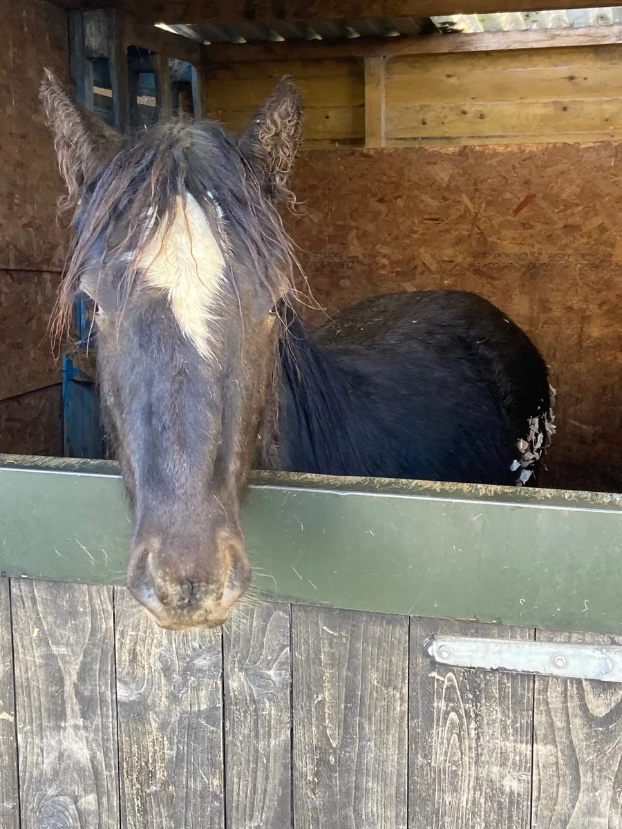Traditional Irish Cob - Image 1