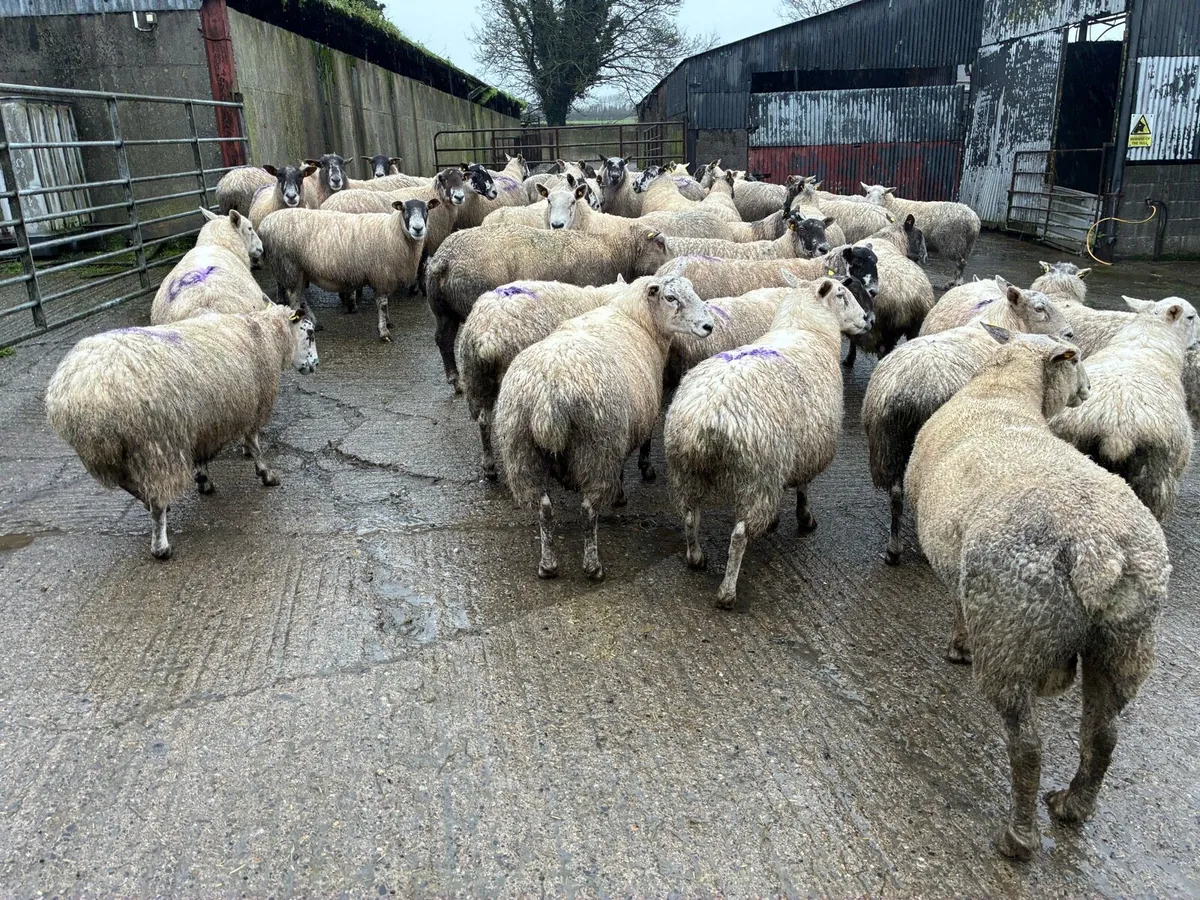 In lamb ewes - Image 2