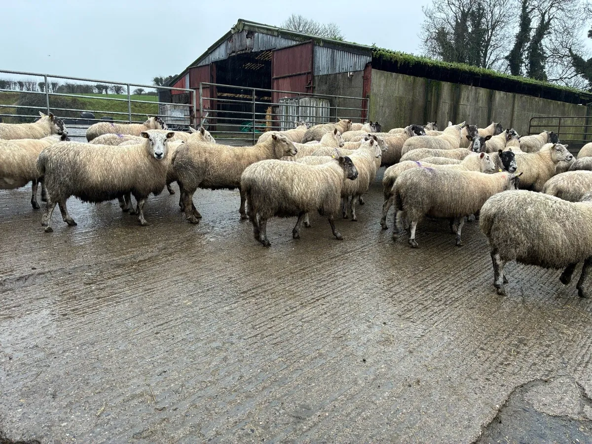 In lamb ewes - Image 3