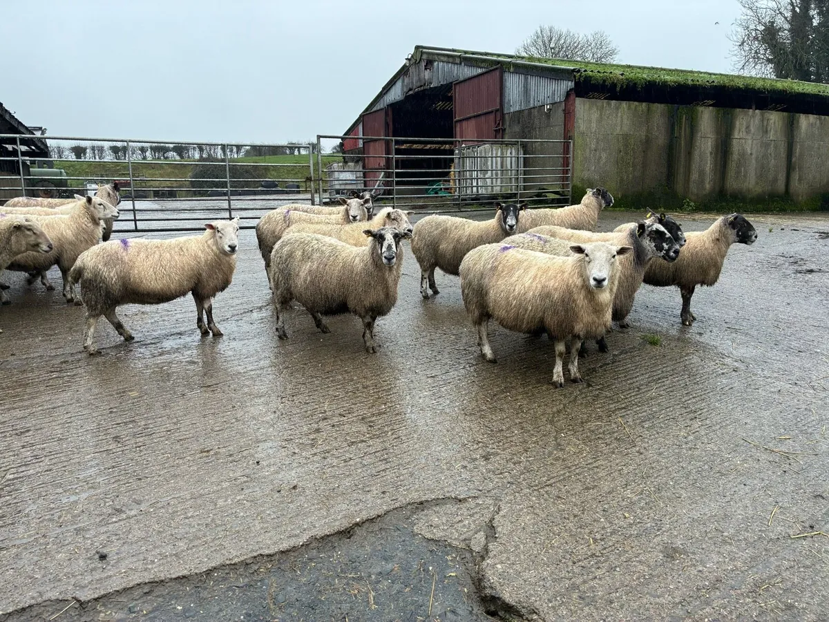 In lamb ewes - Image 4