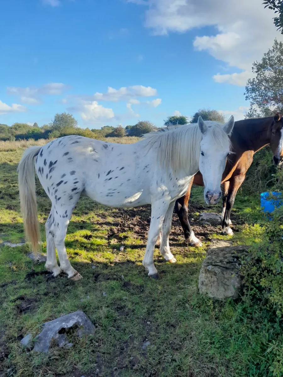 2yr old gelding - Image 1