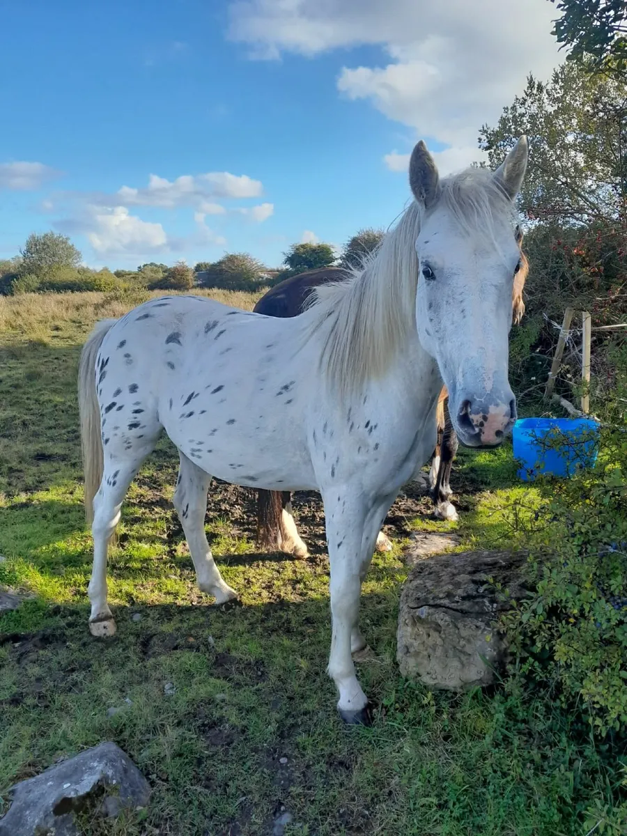 2yr old gelding - Image 2