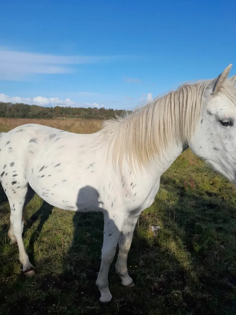 2yr old gelding - Image 3