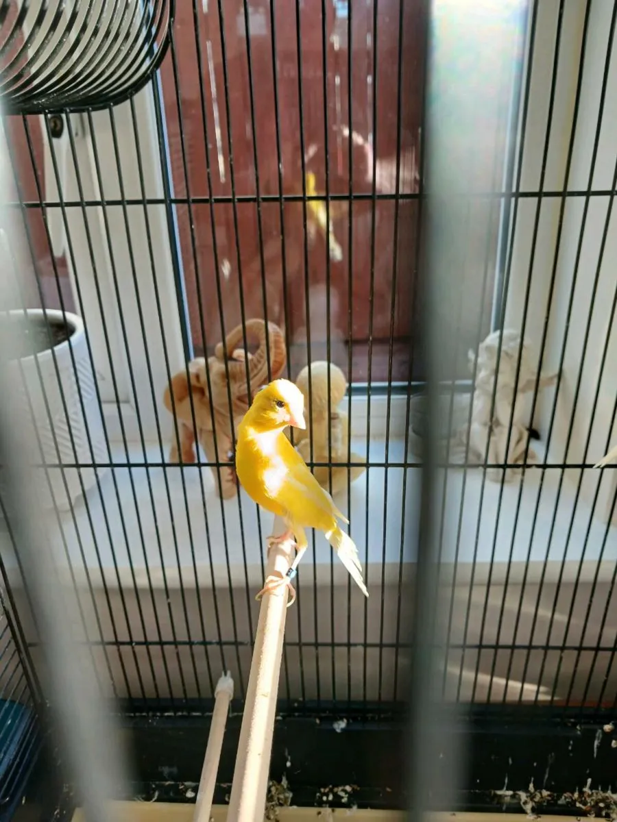 Bird and cage separately - Image 1