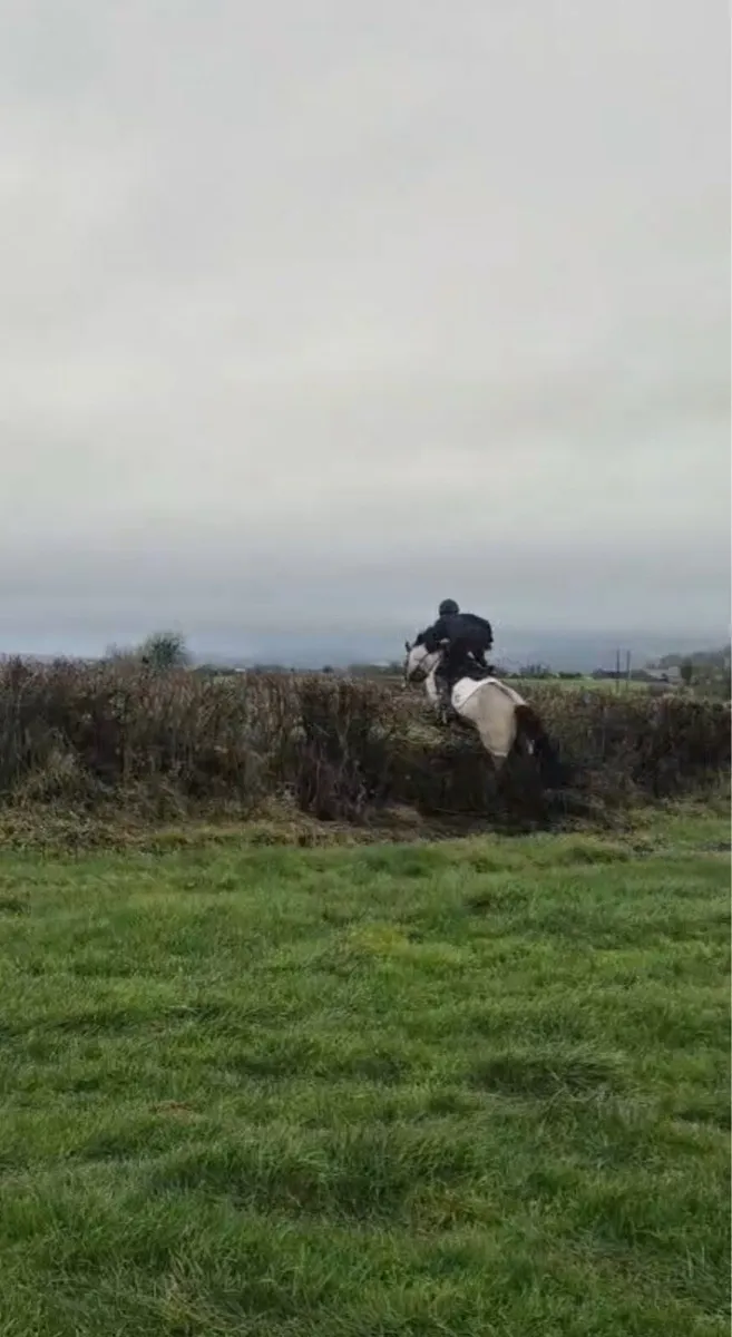 8 year old 14,2 pony great potential - Image 1