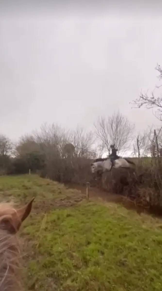 8 year old 14,2 pony great potential - Image 2