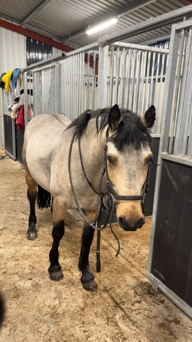 8 year old 14,2 pony great potential - Image 3