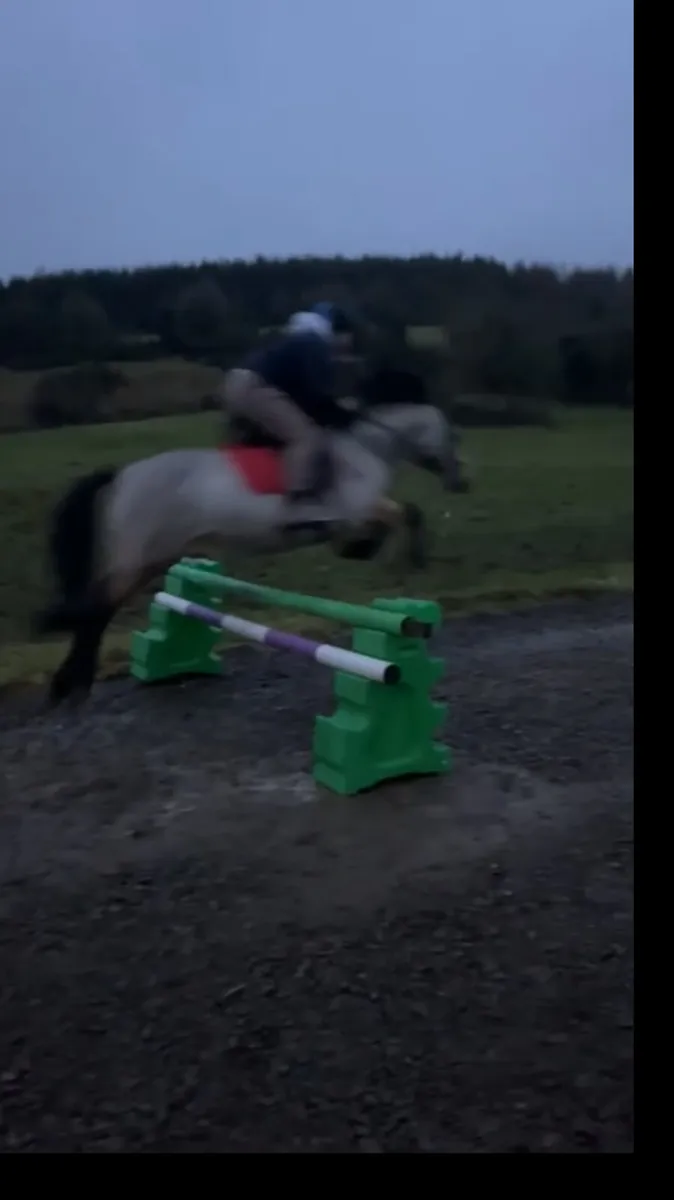 8 year old 14,2 pony great potential - Image 4