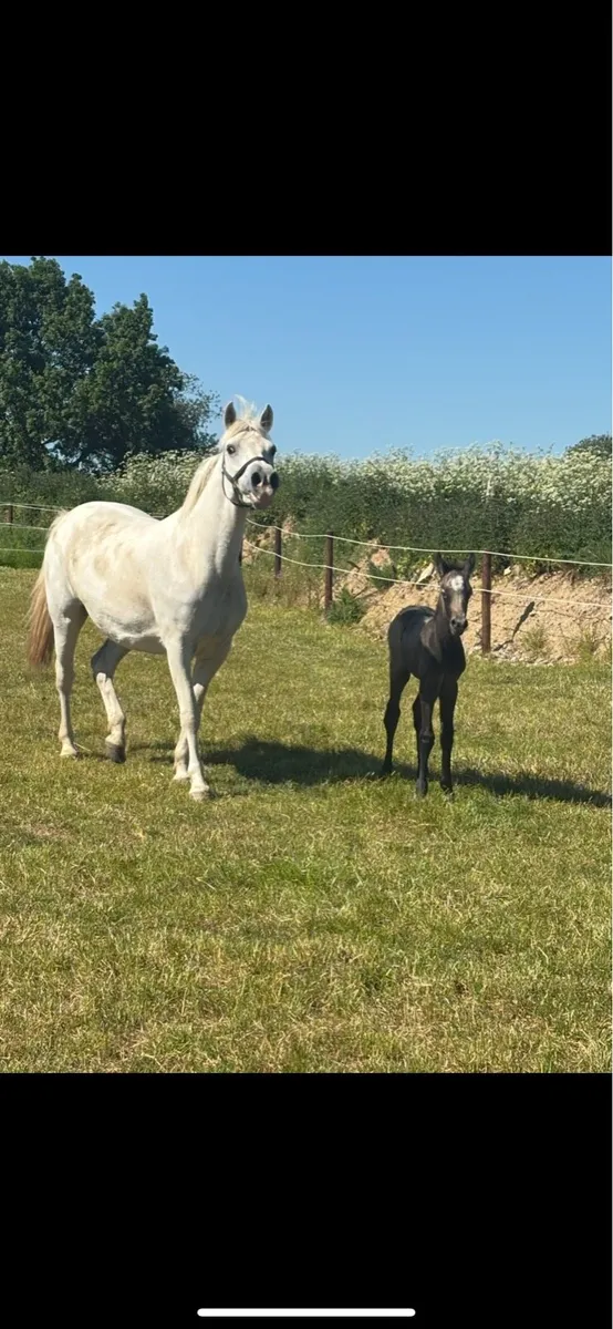 Connemara broodmare - Image 1