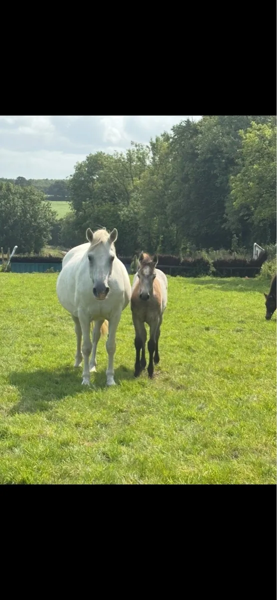 Connemara broodmare - Image 3