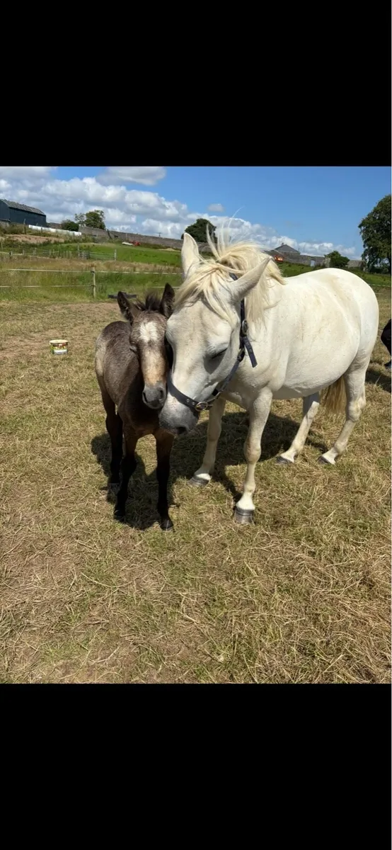 Connemara broodmare - Image 4